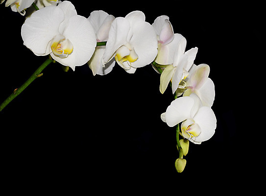 포토 JPG 해외이미지 식물 디자인 꽃잎 꽃 선 백그라운드 꽃무늬 패턴 자연 휴가 발렌타인데이 건강 선물 사랑 미술 사람없음 장식 초록색 파란색 빛 스파 봄 벚꽃 흰색 나뭇가지 신선 난초 모서리 심볼 순수 보케 호접란 고립 블러 이국적 파스텔톤 해외202004 해외포토 나무 계절 감정 컬러 컨셉 무늬 데이이벤트 문화예술 생태계 파일형식 이미지허브