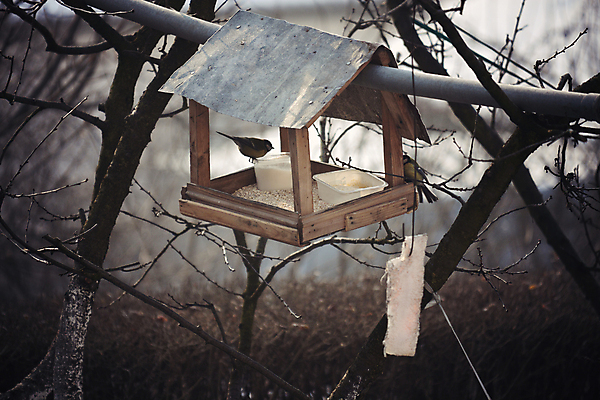 포토 JPG 해외이미지 나무 계절 공원 야생동물 음식 겨울 자연 조류 아침 사람없음 태양 일출 추위 나뭇가지 오두막 수유 헬프 해외202004 해외포토 주간 자연요소 식물 동물 공공시설 노을 도움 생태계 파일형식 이미지허브