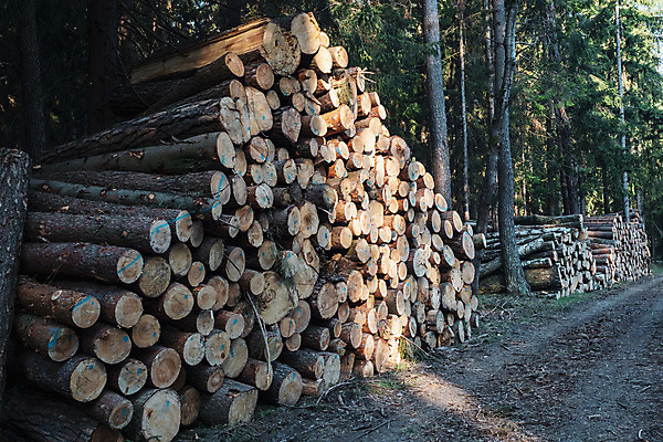 포토 JPG 해외이미지 나무 계절 산업 패턴 자연 사람없음 야외 목재 갈색 쌓기 재활용 에너지 소나무 뜨거움 원형 숲 장작 자르기 묘사 질감 날것 통나무 나무껍질 연료 자작나무 자원 잡동사니 내추럴 벌목 수목 옛날 가문비나무 해외202004 해외포토 도형 식물 컬러 무늬 재료 모션 껍질 친환경 생태계 파일형식 이미지허브