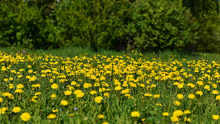 포토 JPG 해외이미지 식물 계절 꽃잎 꽃 줄기 백그라운드 잎 꽃무늬 밭 자연 풍경 잔디 사람없음 야외 초록색 여름 햇빛 태양 노란색 환경 정원 맑음 봄 벚꽃 흰색 시골 신선 개화 민들레 불기 땅 허브 장면 내추럴 해외202004 해외포토 자연요소 컬러 무늬 농업 모션 날씨 생태계 파일형식 이미지허브