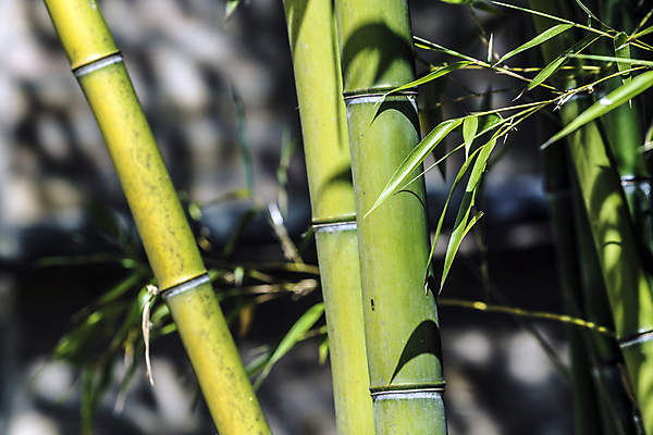 포토 JPG 해외이미지 나무 식물 디자인 문화 벽 줄기 백그라운드 잎 패턴 자연 지팡이 건조 동양인 사람없음 목재 세로 초록색 울타리 햇빛 정원 일본 힘 활발 에너지 성장 흰색 신선 원형 막대기 닫기 숲 대나무 유기농 질감 봉 내추럴 고립 완전 해외202004 해외포토 도형 웰빙 아시아 컬러 컨셉 무늬 재료 모션 인종 담장 태양 생태계 파일형식 이미지허브
