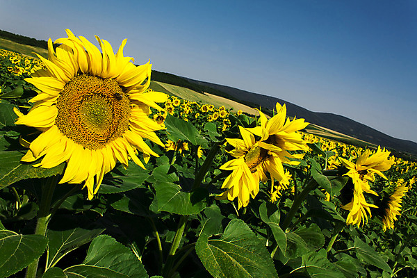 포토 JPG 해외이미지 식물 계절 꽃잎 꽃 문화 백그라운드 잎 꽃무늬 밭 농업 오렌지 자연 해바라기 씨앗 풍경 사람없음 야외 초록색 여름 농작물 컬러풀 태양 노란색 맑음 봄 활발 성장 벚꽃 시골 원형 개화 유기농 내추럴 해외202004 해외포토 자연요소 도형 웰빙 산업 컬러 컨셉 무늬 과일 날씨 생태계 파일형식 이미지허브
