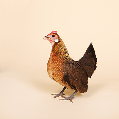 포토 JPG 해외이미지 동물 백그라운드 조류 사람없음 치킨 크림 말레이시아 기르기 해외202004 해외포토 아시아 닭고기요리 돌봄 파일형식 이미지허브