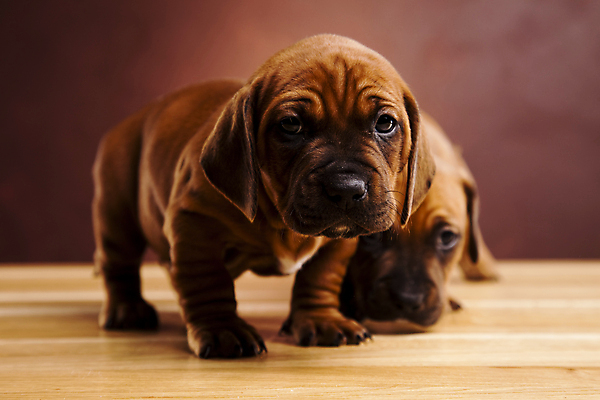 포토 JPG 해외이미지 반려견 새끼 두마리 실내 사람없음 반려동물 귀여움 강아지 닥스훈트 나무탁자 갈색배경 해외202004 해외포토 동물 백그라운드 컨셉 2 탁자 내부 갈색 개 파일형식 이미지허브