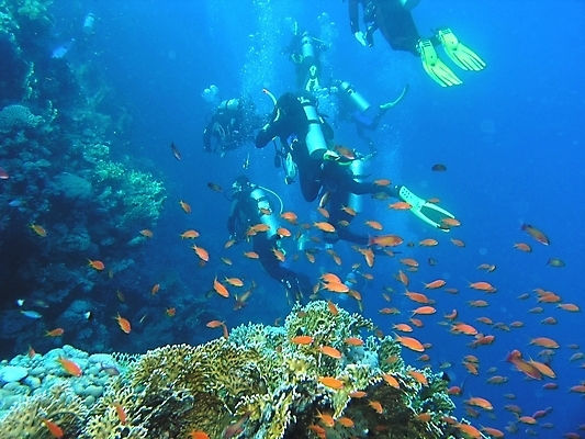 포토 JPG 해외이미지 식물 동물 야생동물 잎 자연 표면 어류 사람없음 물 반사 수중 투명 스노클링 산호 잠수부 다이빙 암초 동물상 해외202004 해외포토 자연요소 조형물 수영 수중동물 수상스포츠 자포동물 전문직 생태계 수중스포츠 파일형식 이미지허브