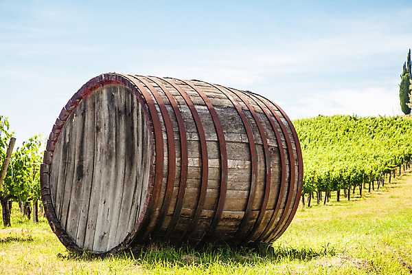 포토 JPG 해외이미지 나무 식물 전통 밭 농업 과일 자연 하늘 포도 통 풍경 사람없음 초록색 여름 파란색 농장 농경지 와인 봄 이탈리아 시골 언덕 포도밭 장면 포도나무 밭일 양조장 토스카나 해외202004 해외포토 계절 유럽 산업 컬러 주류 과일나무 생태계 파일형식 이미지허브