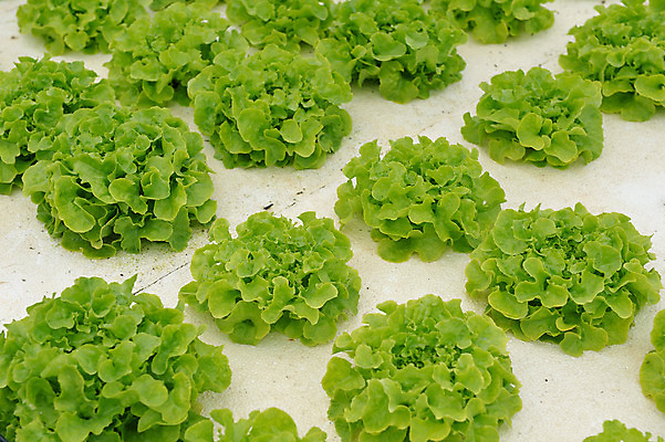 포토 JPG 해외이미지 식물 계절 꽃 음식 분홍색 백그라운드 잎 패턴 농업 채소 자연 사람없음 장식 초록색 컬러풀 농장 농경지 정원 보라색 성장 벚꽃 흰색 신선 냄비 상품 유기농 원예 양배추 북쪽 내추럴 밭일 케일 많음 해외202004 해외포토 웰빙 산업 컬러 컨셉 무늬 취미 솥 방향 생태계 파일형식 이미지허브