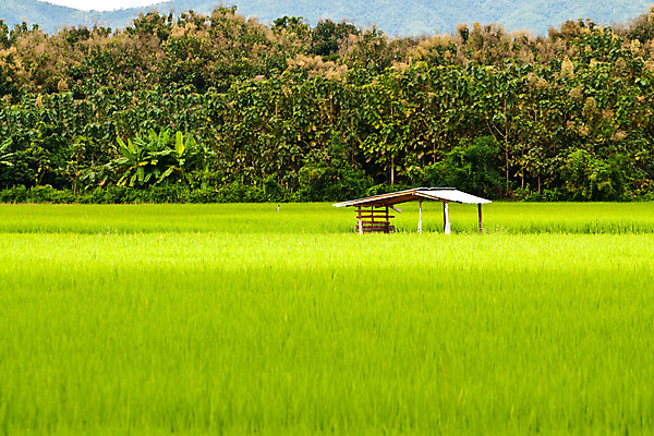 포토 JPG 해외이미지 식물 지구 음식 줄기 백그라운드 잎 태국 자연 밥 사람없음 초록색 농작물 농장 농경지 환경 수확 칼날 오두막 낟알 시리얼 먹기 유기농 시골집 원예 알맹이 먼지 최초 논밭 밭일 숙성 판잣집 해외202004 해외포토 웰빙 아시아 컬러 밭 농업 모션 주택 논 취미 생태계 파일형식 이미지허브