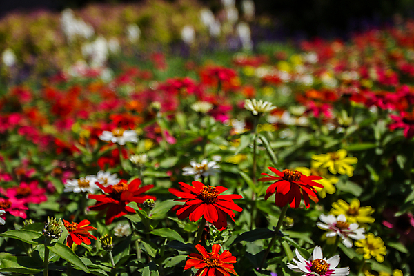 포토 JPG 해외이미지 식물 계절 꽃 잎 꽃무늬 밭 자연 사람없음 야외 여름 정원 벚꽃 강렬 해외202004 해외포토 무늬 농업 생태계 파일형식 이미지허브