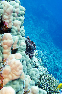 포토 JPG 해외이미지 동물 야생동물 바다 아프리카 자연 휴가 이집트 어류 풍경 사람없음 물 여름 파란색 컬러풀 햇빛 노란색 바닷속 수중 스노클링 잠수부 생태계 다이빙 수족관 홍해 깊이 소금물 해외202004 해외포토 자연요소 계절 나라 컬러 태양 수영 수중동물 수상스포츠 전문직 수중스포츠 파일형식 이미지허브