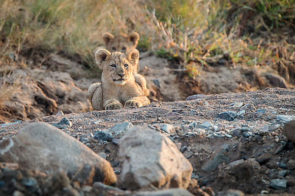 포토 JPG 해외이미지 동물 야생동물 새끼 여행 포유류 아프리카 자연 생물 털 동물원 사람없음 환경 고양이 힘 분노 황무지 위험 사자 큼 왕 모피 사파리 리더 육식동물 사냥꾼 멸종 사자자리 표범 내추럴 사바나 웅장함 해외202004 해외포토 직업 감정 나라 컨셉 반려동물 별자리 크기 생태계 파일형식 이미지허브