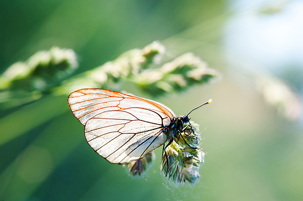 포토 JPG 해외이미지 식물 동물 1 커플 여자 꽃 야생동물 모래 나비 곤충 백그라운드 2 밭 날개 오렌지 자연 안테나 사람없음 야외 장식 가로 초록색 여름 우주 정원 검은색 침묵 봄 흰색 그룹 닫기 정상 싱글 각도 해외202004 해외포토 계절 컬러 농업 과일 통신 관계 모션 사람 소리 생태계 파일형식 이미지허브