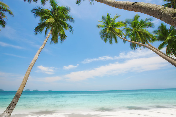 포토 JPG 해외이미지 식물 모래 바다 섬 여행 하늘색 잎 태국 자연 하늘 휴가 휴식 손바닥 사람없음 태양 수영 침묵 기쁨 만 휴게실 선탠 크루즈 휴양지 몰디브 파라다이스 해외202004 해외포토 자연요소 손 감정 아시아 컨셉 배_교통 파란색 소리 장소 수상스포츠 생태계 파일형식 이미지허브