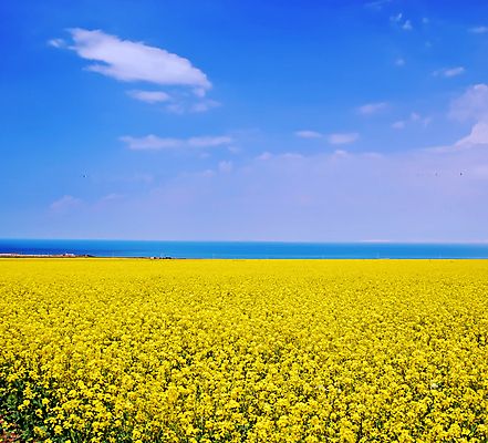 포토 JPG 해외이미지 구름 꽃 호수 밭 농업 자연 하늘 산 풍경 사람없음 파란색 농작물 노란색 중국 흰색 시골 해외202004 해외포토 자연요소 식물 산업 아시아 컬러 생태계 파일형식 이미지허브