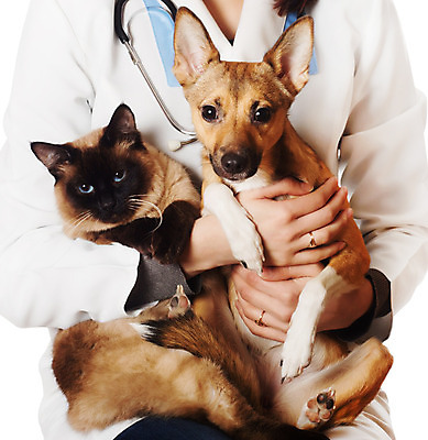 포토 JPG 해외이미지 직업 유니폼 포유류 청진기 한명 미소 반려동물 약 믿음 고양이 우정 시험 간호사 작업 황금 개 강아지 보호 질병 문제 테라피 수의사 송곳니 돌봄 해외202004 해외포토 동물 1 옷 교육 감정 컨셉 의학 의료기기 모션 표정 사람 친구 뷰티 의료진 의사 치아 파일형식 이미지허브