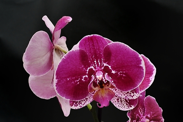 포토 JPG 해외이미지 식물 꽃잎 꽃 분홍색 백그라운드 꽃무늬 자연 사람없음 장식 보라색 검은색 봄 벚꽃 난초 싱글 해외202004 해외포토 계절 컬러 무늬 생태계 파일형식 이미지허브