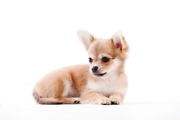 포토 JPG 해외이미지 스튜디오촬영 동물 백그라운드 포유류 사람없음 반려동물 갈색 쌓기 귀여움 가축 흰색 개 작음 흰배경 육식동물 위치 치와와 송곳니 거짓말 고립 기르기 돌봄 유래 해외202004 해외포토 컬러 컨셉 모션 실내 치아 크기 파일형식 이미지허브