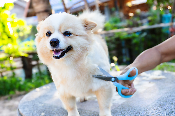 포토 JPG 해외이미지 손 실내 들기 야외 신체부위 반려동물 개 강아지 자르기 치와와 돌봄 미용가위 애견미용 해외202004 해외포토 동물 포유류 모션 가위_도구 사람 내부 뷰티 미용용품 파일형식 이미지허브