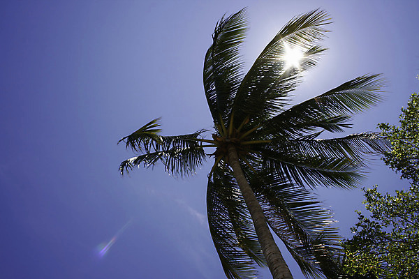 포토 JPG 해외이미지 주간 나무 식물 여행 백그라운드 잎 자연 하늘 따뜻함 손바닥 사람없음 초록색 파란색 빛 햇빛 태양 맑음 꿈 코코넛 내추럴 파라다이스 해외202004 해외포토 자연요소 손 컬러 과일 날씨 생태계 파일형식 이미지허브