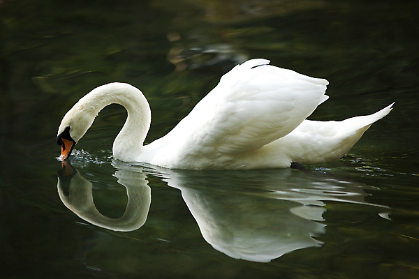포토 JPG 해외이미지 주간 한마리 호수 사람없음 야외 백조 해외202004 해외포토 자연요소 1 조류 파일형식 이미지허브