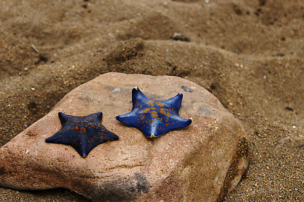 포토 JPG 해외이미지 동물 계절 별 모래 파도 바다 섬 여행 백그라운드 패턴 자연 하늘 추상 휴가 휴식 불가사리 어류 풍경 사람없음 야외 빨간색 초록색 물 여름 파란색 태양 우주 수중 흰색 뜨거움 휴양지 질감 내추럴 고립 파라다이스 해외202004 해외포토 자연요소 컬러 컨셉 무늬 극피동물 수중동물 장소 생태계 파일형식 이미지허브