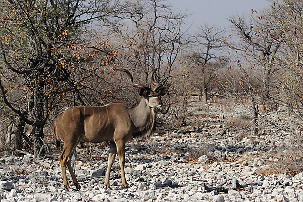 포토 JPG 해외이미지 동물 야생동물 포유류 아프리카 자연 털 뿔 사람없음 갈색 큼 사파리 영양 나미비아 스텝 해외202004 해외포토 나라 컬러 크기 생태계 남아프리카 파일형식 이미지허브