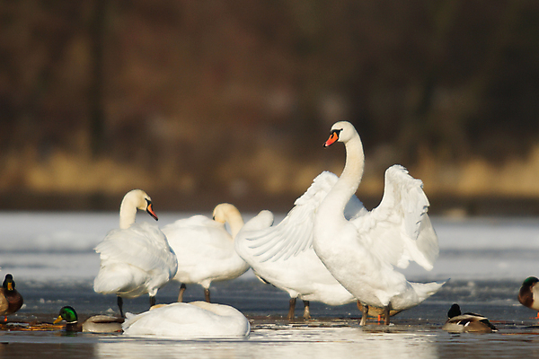 포토 JPG 해외이미지 주간 호수 여러마리 사람없음 야외 아웃포커스 백조 날갯짓 청둥오리 해외202004 해외포토 자연요소 다수 조류 오리 촬영기법 파일형식 이미지허브