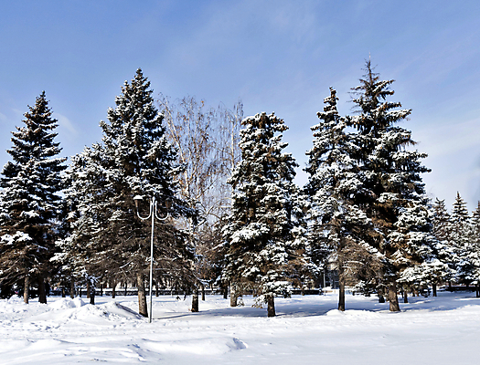포토 JPG 해외이미지 나무 식물 계절 공원 백그라운드 크리스마스 겨울 자연 하늘 날씨 휴가 불꽃 왕관 그림자 풍경 사람없음 야외 빛 태양 맑음 추위 신선 최고 숲 순수 서리 침엽수 전나무 자작나무 내추럴 제설기 폭설 눈내림 가문비나무 해외202004 해외포토 자연요소 공공시설 기념일 컨셉 불 눈_날씨 자연재해 생태계 제설 파일형식 이미지허브