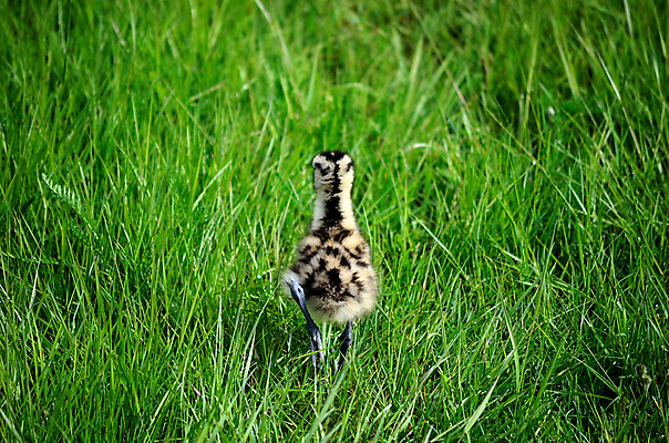 포토 JPG 해외이미지 1 유럽 여유 야생동물 신체 날개 발 자연 조류 엄마 휴식 주택 노르웨이 풍경 사람없음 야외 초록색 여름 갈색 치킨 침묵 활발 아기 뜨거움 원형 아빠 땅 북극 깃털 부리 장면 북쪽 계산서 강렬 땅바닥 북극해 해외202004 해외포토 도형 동물 계절 감정 나라 바다 컬러 컨셉 가족 바닥 사람 건물 신체부위 소리 극지방 방향 생태계 닭고기요리 파일형식 이미지허브