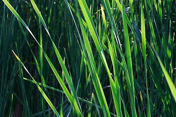 포토 JPG 해외이미지 식물 자연 갈대 사람없음 야외 초록색 환경 시골 신선 황무지 보호 습지 숲 큼 내추럴 해외202004 해외포토 컬러 컨셉 크기 생태계 파일형식 이미지허브