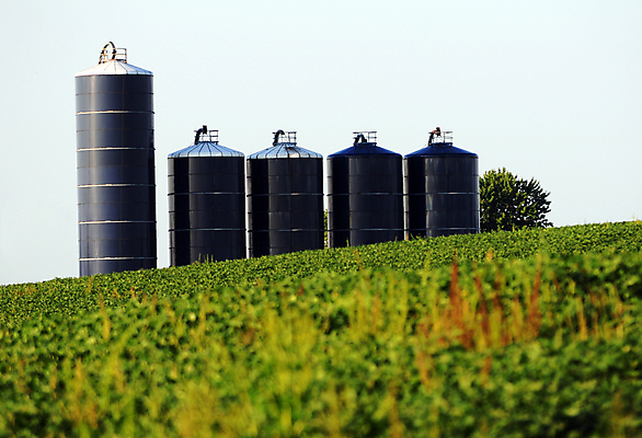 포토 JPG 해외이미지 식물 선 줄기 밭 농업 채소 자연 풍경 사람없음 야외 초록색 여름 농작물 농장 농경지 정원 흙 성장 가을 시골 신선 농부 낟알 땅 유기농 원예 질감 먼지 대두 밭일 줄서기 해외202004 해외포토 직업 웰빙 계절 산업 컬러 모션 취미 생태계 파일형식 이미지허브