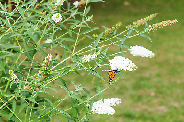 포토 JPG 해외이미지 동물 꽃 야생동물 나비 곤충 날개 오렌지 자연 생물 안테나 사람없음 야외 여름 컬러풀 환경 정원 검은색 벚꽃 벌레 생물학 동물상 생태학 수유 해외202004 해외포토 식물 계절 교육 컬러 과일 통신 조형물 생태계 파일형식 이미지허브