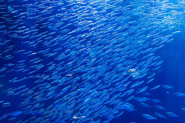 포토 JPG 해외이미지 동물 야생동물 바다 여행 학교 자연 낚시 어류 사람없음 물 파란색 바닷속 수중 수영 산호 다이빙 해군 암초 수족관 몰디브 깊이 두바이 해외202004 해외포토 자연요소 교육 아시아 컬러 레저 군대 수중동물 수상스포츠 자포동물 생태계 아랍에미리트 수중스포츠 파일형식 이미지허브
