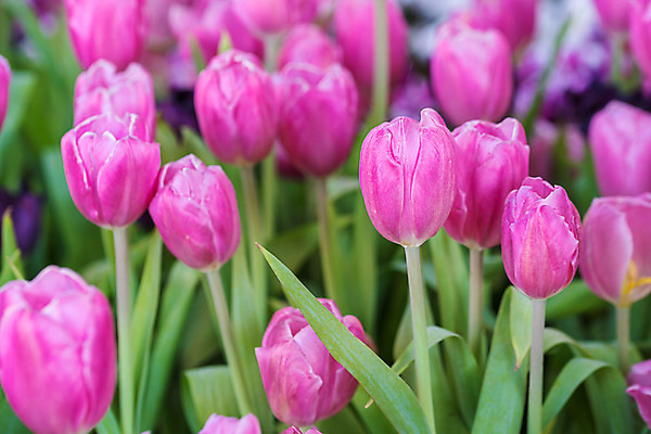 포토 JPG 해외이미지 식물 꽃 분홍색 꽃다발 백그라운드 잎 꽃무늬 밭 자연 사랑 사람없음 빛 컬러풀 농장 정원 튤립 벚꽃 시골 신선 닫기 보케 내추럴 밭일 해외202004 해외포토 감정 컬러 무늬 농업 모션 생태계 파일형식 이미지허브