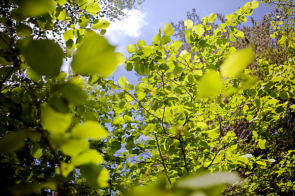 포토 JPG 해외이미지 나무 구름 컨셉 잎 자연 하늘 추상 풍경 사람없음 초록색 나뭇가지 숲 질감 설정 목가 해외202004 해외포토 자연요소 식물 컬러 무늬 생태계 파일형식 이미지허브