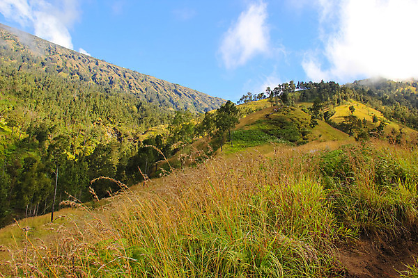 포토 JPG 해외이미지 나무 구름 여행 잎 자연 하늘 산 풍경 사람없음 초록색 계곡 숲 언덕 내추럴 해외202004 해외포토 자연요소 식물 컬러 생태계 파일형식 이미지허브