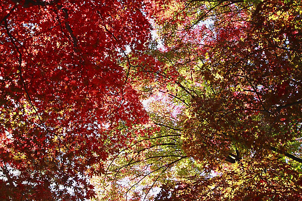 포토 JPG 해외이미지 식물 계절 아시아 백그라운드 단풍 잎 오렌지 자연 사람없음 빨간색 일본 가을 질감 내추럴 해외202004 해외포토 나라 컬러 과일 생태계 파일형식 이미지허브