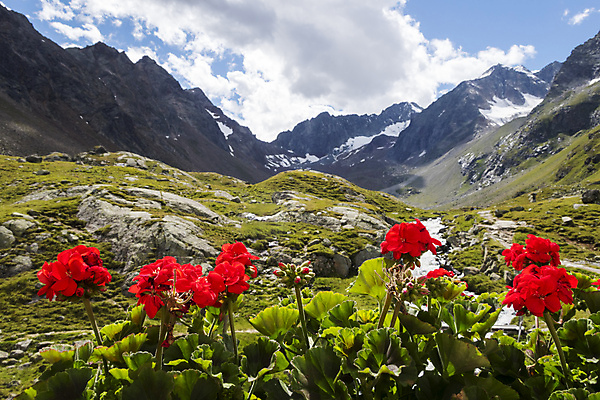 포토 JPG 해외이미지 식물 구름 전통 외관 꽃 꽃무늬 건축양식 자연 유리 산 주택 사람없음 야외 목재 장식 빨간색 여름 갈색 수확 신선 오스트리아 시골집 알프스 셔터 옛날 절정 제라늄 바이에른사람 해외202004 해외포토 자연요소 나무 계절 건축 유럽 컬러 무늬 농업 재료 재질 건물 생태계 파일형식 이미지허브