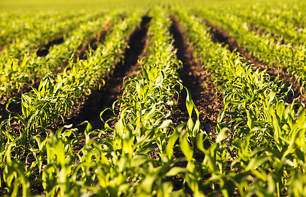 포토 JPG 해외이미지 식물 구름 전통 계절 산업 음식 줄기 잎 밭 농업 채소 자연 하늘 새로움 옥수수 씨앗 풍경 사람없음 야외 초록색 여름 농작물 농장 봄 에너지 수확 성장 시골 신선 낟알 땅 시리얼 알맹이 장면 줄서기 세련 해외202004 해외포토 자연요소 컬러 컨셉 모션 곡류 생태계 파일형식 이미지허브