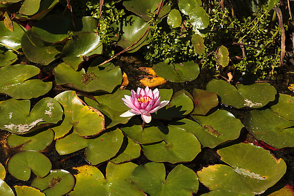 포토 JPG 해외이미지 식물 꽃 선 분홍색 잎 자연 휴식 사람없음 야외 물 봄 벚꽃 연못 우아함 순수 내추럴 이국적 해외202004 해외포토 자연요소 계절 컬러 컨셉 생태계 파일형식 이미지허브