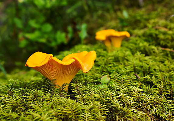 포토 JPG 해외이미지 식물 손 계절 음료 음식 줄기 채소 오렌지 재료 자연 기술 이끼 사람 사람없음 야외 초록색 농작물 갈색 노란색 버섯 수확 성장 가을 양념 황금 숲 작음 먹기 상쾌 유기농 날것 러시아 곰팡이 깔대기 숙성 시베리아 양치류 채식주의자 해외202004 해외포토 웰빙 감정 유럽 컬러 농업 과일 모션 신체부위 크기 생태계 채식 파일형식 이미지허브