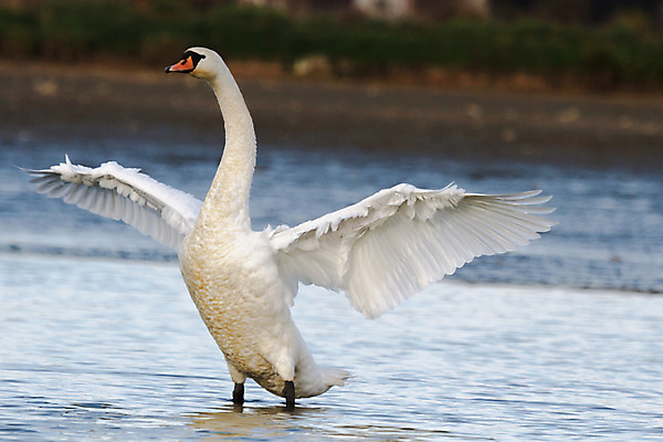 포토 JPG 해외이미지 주간 한마리 호수 사람없음 야외 백조 날갯짓 해외202004 해외포토 자연요소 1 조류 파일형식 이미지허브
