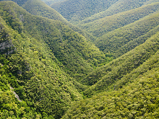 포토 JPG 해외이미지 나무 식물 응시 공원 낙엽 자연 아침 산 안테나 파노라마 풍경 사람없음 야외 초록색 환경 트래킹 하이킹 다양 안개 덮개 바위 주름 호주 보호 숲 열대우림 언덕 속도 산등성이 생물학 유칼립투스 전국 해외202004 해외포토 주간 시선 공공시설 교육 컬러 다수 컨셉 잎 통신 레저 날씨 촬영기법 뚜껑 돌_바위 오세아니아 생태계 파일형식 이미지허브