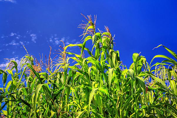 포토 JPG 해외이미지 식물 계절 음식 잎 밭 농업 채소 자연 하늘 건강 옥수수 사람없음 야외 파란색 농작물 태양 농장 노란색 환경 정원 활발 수확 성장 껍질 시골 신선 먹기 유기농 조경 장면 연료 바이오 숙성 해외202004 해외포토 자연요소 웰빙 산업 컬러 컨셉 모션 곡류 생태계 파일형식 이미지허브