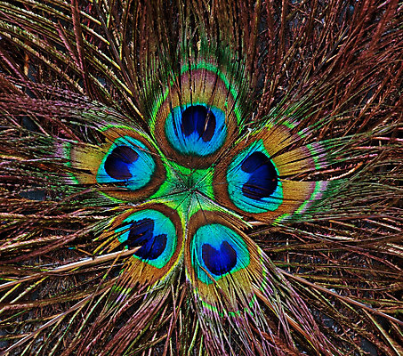 포토 JPG 해외이미지 동물 디자인 야생동물 백그라운드 패턴 자연 조류 추상 미술 사람없음 장식 초록색 파란색 컬러풀 우주 황금 우아함 공작 깃털 묘사 질감 꼬리 솜털 내추럴 이국적 터키석 해외202004 해외포토 컬러 컨셉 무늬 문화예술 보석 생태계 파일형식 이미지허브