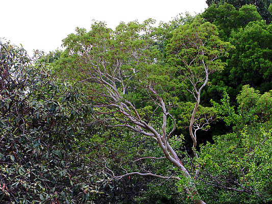 포토 JPG 해외이미지 나무 식물 백그라운드 잎 자연 하늘 사람없음 야외 목재 초록색 빛 컬러풀 햇빛 태양 맑음 침묵 봄 광선 신선 숲 내추럴 해외202004 해외포토 자연요소 계절 컬러 재료 날씨 소리 생태계 파일형식 이미지허브