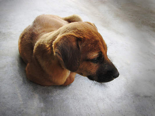 포토 JPG 해외이미지 동물 포유류 사람없음 슬픔 강아지 육식동물 송곳니 동반자 해외202004 해외포토 감정 반려동물 개 치아 파일형식 이미지허브