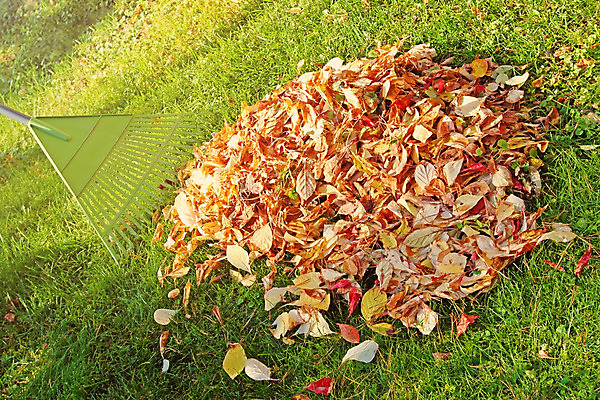 포토 JPG 해외이미지 계절 잎 오렌지 손잡이 잔디 사람없음 야외 초록색 컬러풀 노란색 쌓기 정원 가을 공구 업무 부채 11월 청소 수집 원예 조경 흙더미 유지 10월 삭제 갈퀴 돌봄 뒤뜰 해외202004 해외포토 식물 컬러 과일 모션 취미 흙 도구 작업 날짜 파일형식 더미 이미지허브