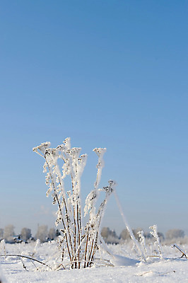 포토 JPG 해외이미지 식물 꽃 백그라운드 잎 밭 자연 버튼 사람없음 여름 약 노란색 소 황금 서리 억울 해외202004 해외포토 계절 감정 컬러 농업 포유류 의학 생태계 파일형식 이미지허브