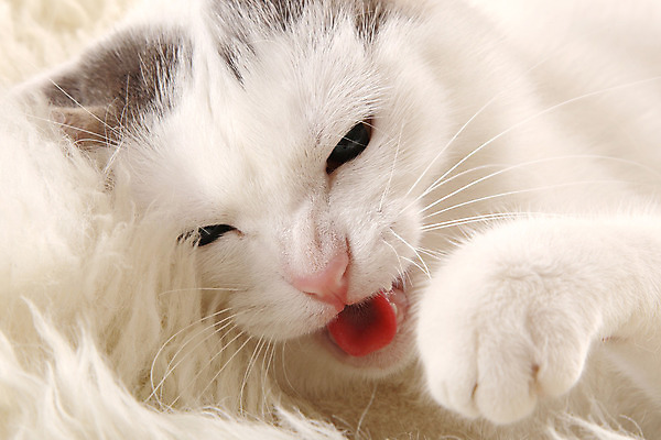 포토 JPG 해외이미지 동물 1 응시 포유류 털 사람없음 반려동물 고양이 분노 짜증 흰색 입 양모 해외202004 해외포토 시선 감정 컬러 신체부위 직물 파일형식 이미지허브